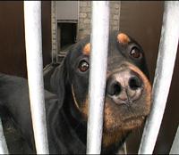 hond