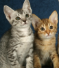 katten